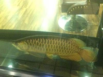 賣龍魚的店叫什么店鋪名稱：賣龍魚的店鋪名稱