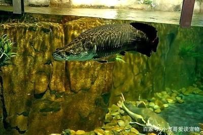 龍魚吃的小魚怎么養（龍魚專用小魚飼料配方，如何預防小魚疾病）