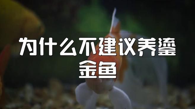 鎏金金魚好養嗎