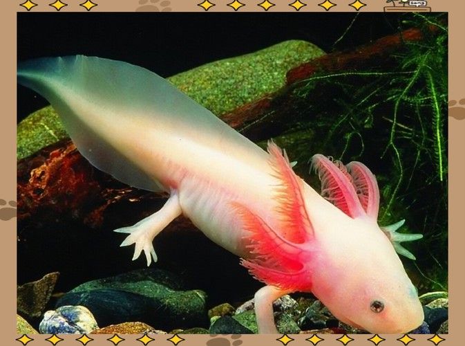 四腳龍魚的圖片