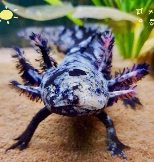 四腳龍魚的圖片