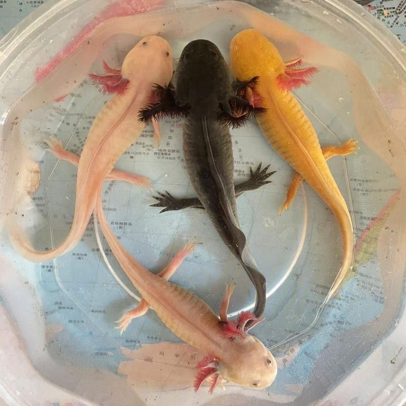 四腳龍魚的圖片