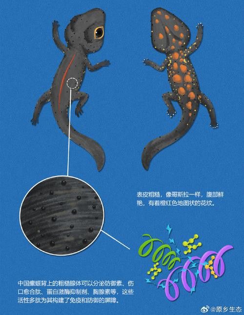 四腳龍魚的圖片