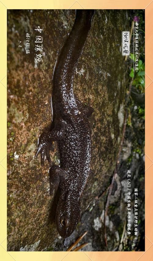 四腳龍魚的圖片