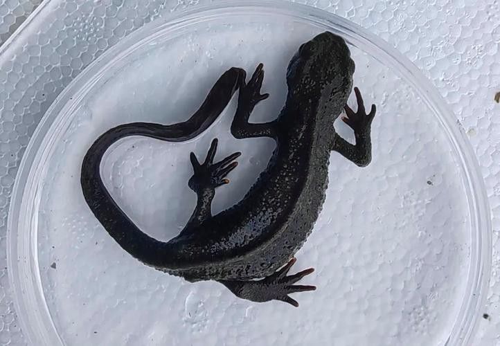 四腳龍魚的圖片