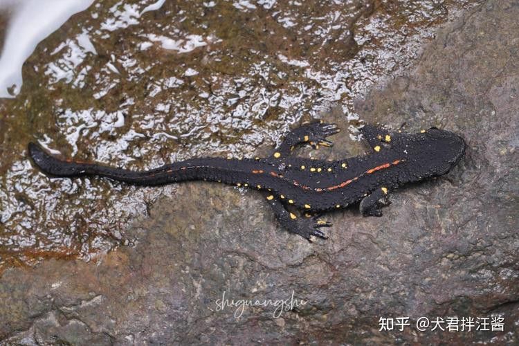 四腳龍魚的圖片