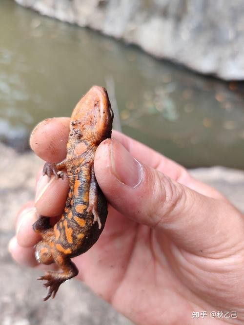 四腳龍魚的圖片