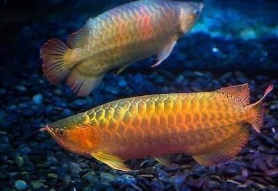 金龍魚尾巴下垂的原因及解決辦法：金龍魚尾巴下垂可能有多種原因 金龍魚尾巴下垂的原因及解決辦法：金龍魚尾巴下垂可能有多種原因 龍魚百科 第3張