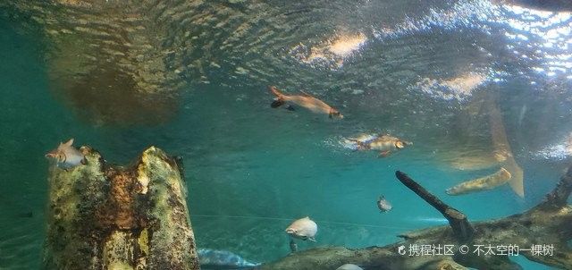 龍魚水族館鳳嶼路幾點開門