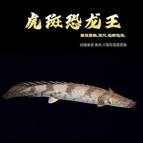 虎紋恐龍王魚能和龍魚混養嗎圖片視頻
