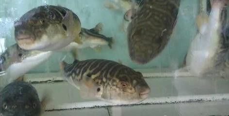 虎紋恐龍王魚能和龍魚混養嗎圖片視頻