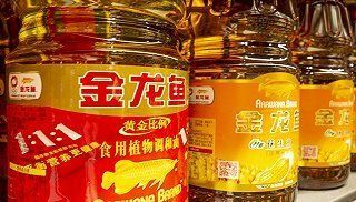 金龍魚多少錢一克2020（金龍魚價格趨勢預(yù)測）