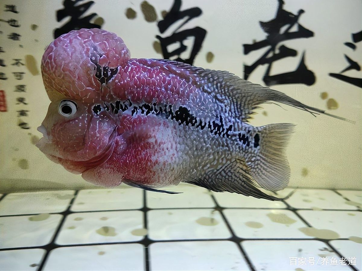 龍魚只吃飼料怎么辦