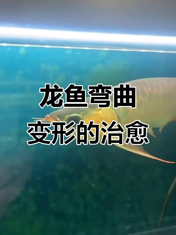 龍魚駝背恢復需要多長時間？