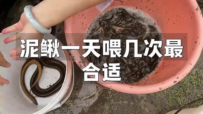 活泥鰍預處理后需要多久喂食一次？