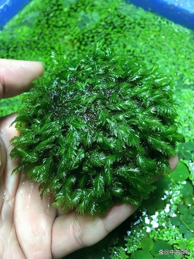 龍魚 沉木