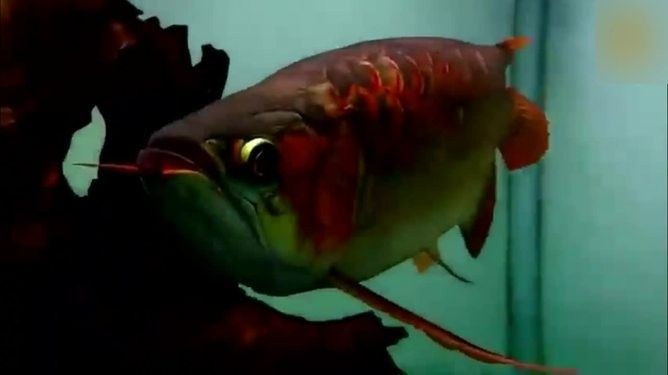 龍魚 沉木