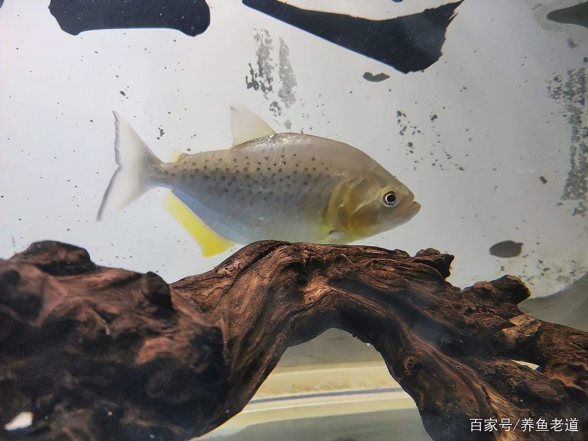 龍魚 沉木