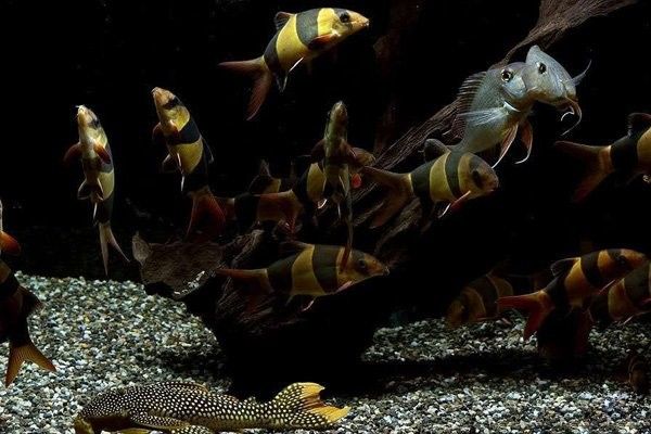 龍魚 沉木