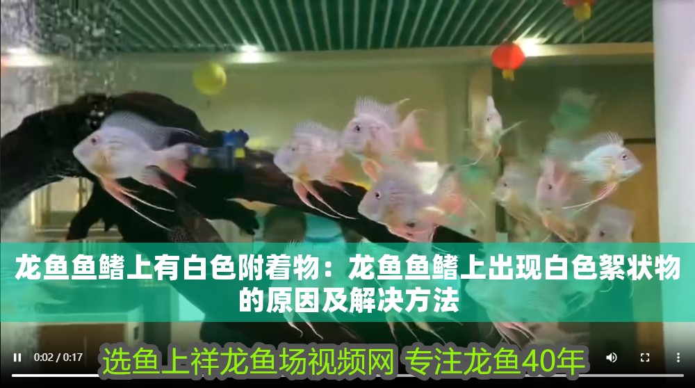 龍魚魚鰭上有白色附著物：龍魚魚鰭上出現(xiàn)白色絮狀物的原因及解決方法