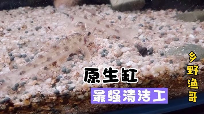 養紅龍魚的注意事項有哪些視頻講解（養紅龍魚的注意事項有哪些視頻講解一下）