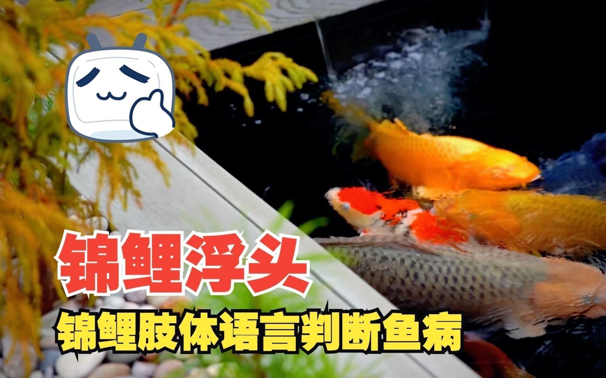 如何判斷魚浮頭是否嚴重？