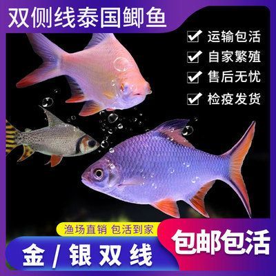 龍魚配魚配幾條泰國鯽（泰國鯽魚與泰國鯽魚混養(yǎng)需要注意以下幾點注意事項） 龍魚配魚配幾條泰國鯽（泰國鯽魚與泰國鯽魚混養(yǎng)需要注意以下幾點注意事項） 龍魚百科 第1張