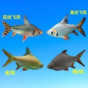 龍魚配魚配幾條泰國鯽（泰國鯽魚與泰國鯽魚混養(yǎng)需要注意以下幾點注意事項） 龍魚配魚配幾條泰國鯽（泰國鯽魚與泰國鯽魚混養(yǎng)需要注意以下幾點注意事項） 龍魚百科 第4張