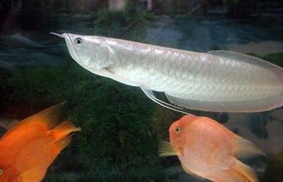 有河銀龍魚很像（與銀龍魚外觀相似的魚類）