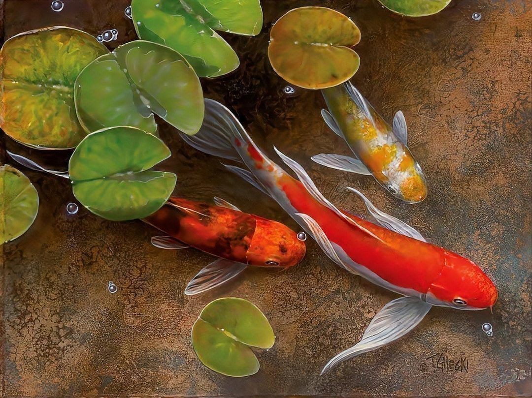 錦鯉甩籽后怎么處理魚缸