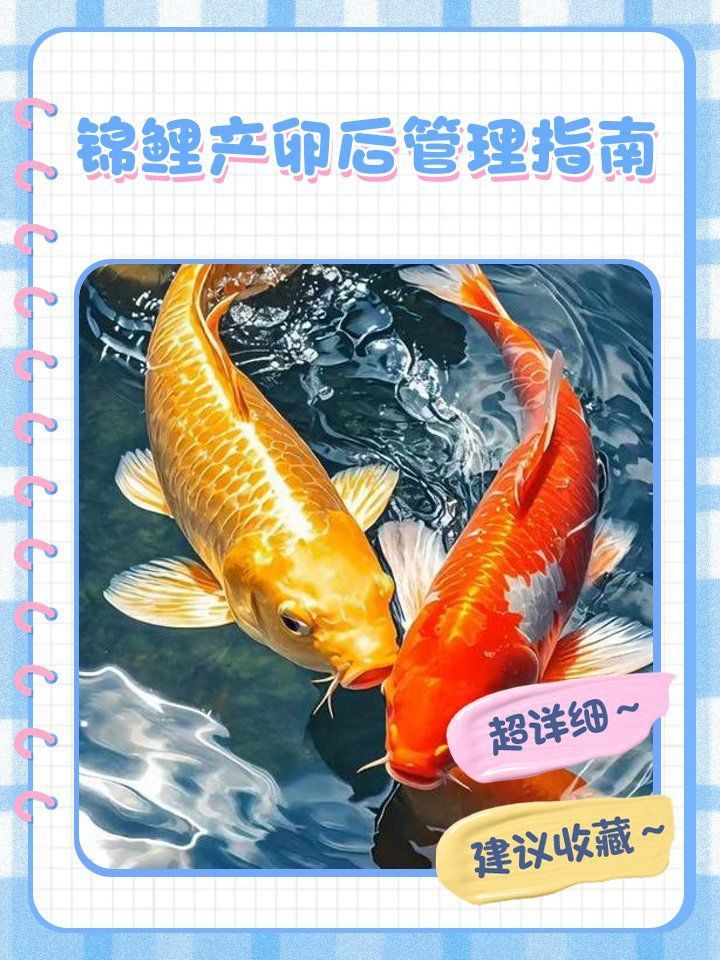 錦鯉甩籽后怎么處理魚缸