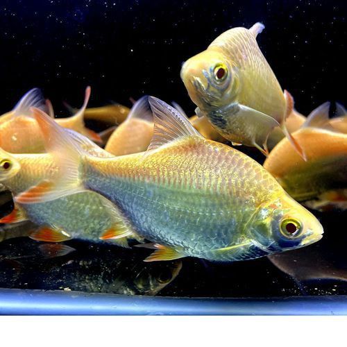 金鳳魚圖片大全