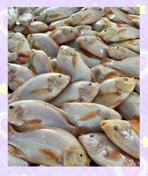 金鳳魚圖片大全