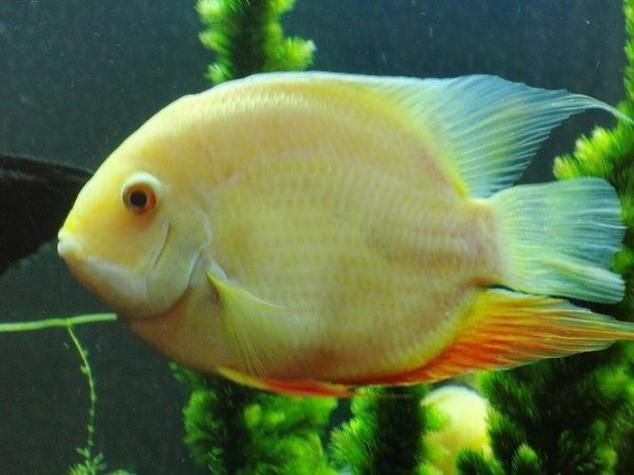 金鳳魚圖片大全