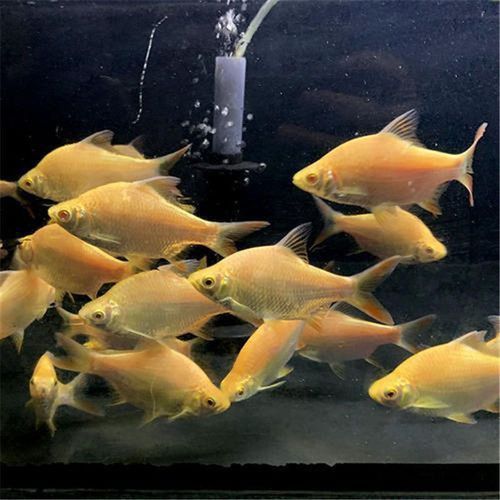 金鳳魚圖片大全