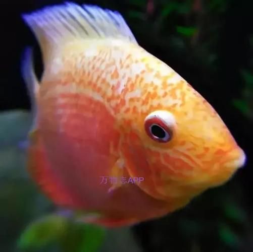 金鳳魚圖片大全