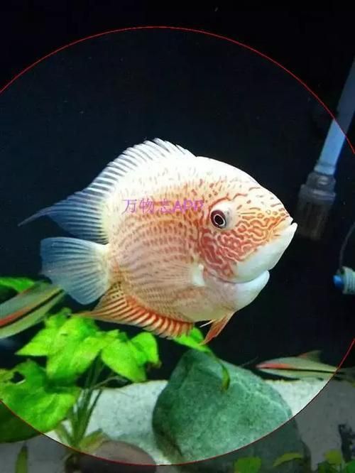 金鳳魚圖片大全