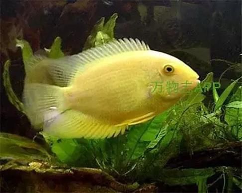 金鳳魚圖片大全