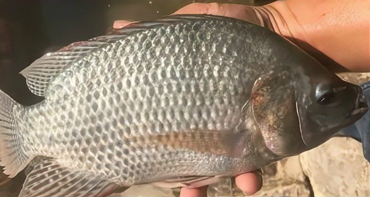 金鳳魚圖片大全