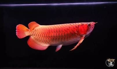 龍魚嘴張的特別大正常嗎：龍魚嘴張大正常嗎