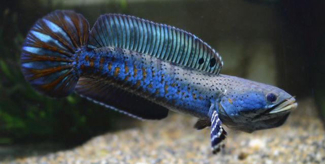 白色雷龍魚吃什么（白色雷龍魚發色食物的選購指南）