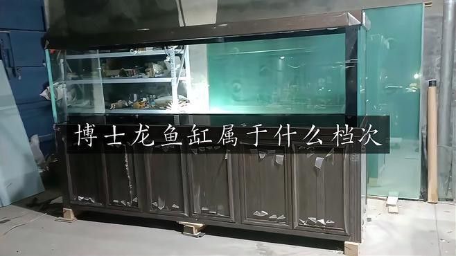 博世龍魚缸連鎖店怎么樣 博世龍魚缸連鎖店怎么樣 龍魚百科 第1張