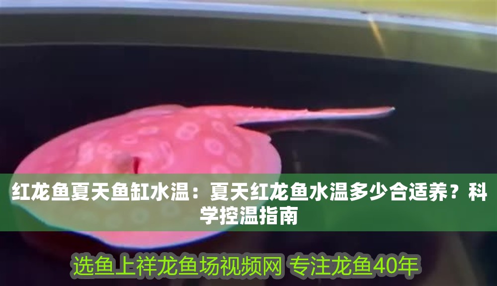 紅龍魚夏天魚缸水溫：夏天紅龍魚水溫多少合適養？科學控溫指南 紅龍魚夏天魚缸水溫：夏天紅龍魚水溫多少合適養？科學控溫指南 龍魚百科 第1張