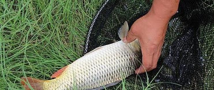紅龍魚夏天魚缸水溫：夏天紅龍魚水溫多少合適養？科學控溫指南 紅龍魚夏天魚缸水溫：夏天紅龍魚水溫多少合適養？科學控溫指南 龍魚百科 第3張