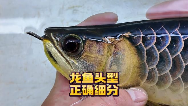 紅龍魚頭型有哪些具體標準？