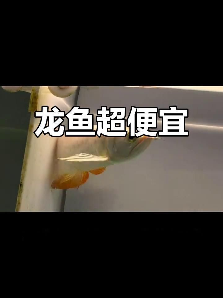 30cm紅龍魚價格 30cm紅龍魚價格 龍魚百科 第1張