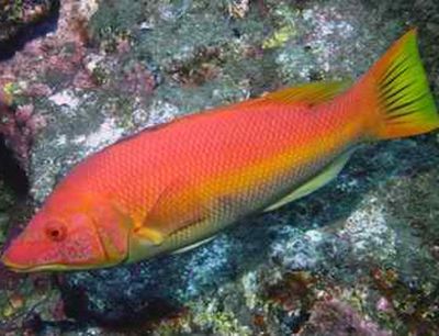 成年紅龍魚水溫多少:成年紅龍魚水溫多少合適 龍魚百科 第3張 成年紅龍魚水溫多少:成年紅龍魚水溫多少合適 成年紅龍魚水溫多少:成年紅龍魚水溫多少合適 龍魚百科 第3張