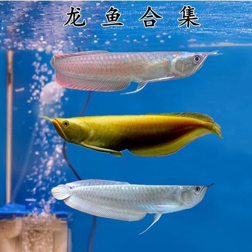 哪種顏色的龍魚最好養(yǎng)？