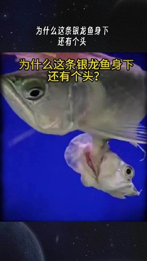 哪種招財龍魚最好養？