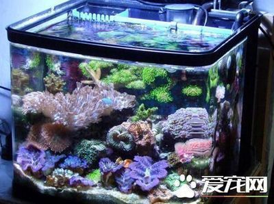 哪個魚缸好，超白玻璃魚缸的價格范圍